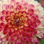 Are Callaway X-18 Irons Still Good? Comprehensive Guide