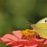 What Can You Do at Callaway Gardens? Activities and Attractions!