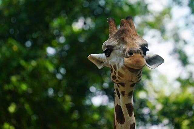 GolfGearDirect.blog: Elevate Your Game with Expert Gear Reviews 5 Can Callaway Rogue Irons Be Bent? Expert Advice