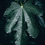 Big Max Golf Trolley Review: Innovation and Quality