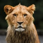 Big Max 360 Golf Trolley Review: Maneuverability Tested