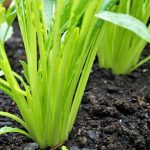 Is Mizuno Drive Adapter Compatible with Other Manufacturers? Compatibility Check