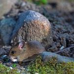 Does Callaway Make a 2 Wood? Find Out Here!