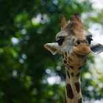 Bullet Golf Trolley Review: Performance and Value