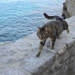 Caddymatic Golf Pro Lite 3 Wheel Golf Trolley Review: Lightweight and Efficient