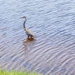 Cheapest Hill Billy New Golf Trolley: Affordable Quality