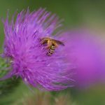 How Far Is Callaway Gardens from Columbus, Georgia? Detailed Review