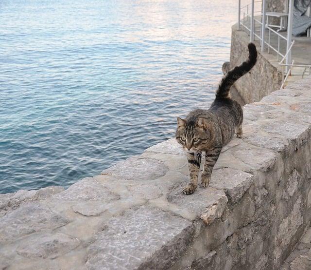 GolfGearDirect.blog: Elevate Your Game with Expert Gear Reviews 6 Trooper Golf Trolley Review: Performance and Value