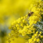 Callaway Blue Water: Is It Safe?