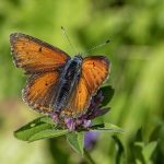 Callaway Edge vs Rogue: Which Delivers Superior Performance?