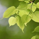 Linden Fairway Golf Trolley Reviews: The Ultimate Guide to Performance and Value