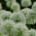 Are Callaway Max Balls Bigger? Find Out Here!