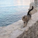 Europro Golf Trolleys Reviews: Best and Worst Models