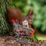 What Is a Trolley at St Andrews Golf Course? An Insider’s Guide