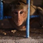 Callaway Rogue ST Irons Review: The Ultimate Distance Iron?