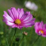 Callaway Gardens: What Time Does It Close?