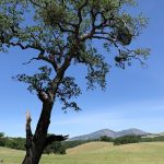 Callaway Hex Diablo Review: Power and Distance Explored