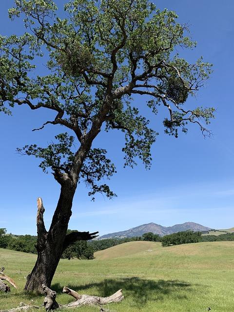 Callaway Hex Diablo Review: Power and Distance Explored