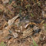 Cobra vs Callaway: Which Brand Offers Better Golf Clubs?